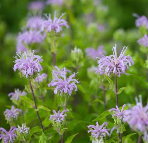 Buy Wild Bergamot for Sale Online | Direct Native Plants