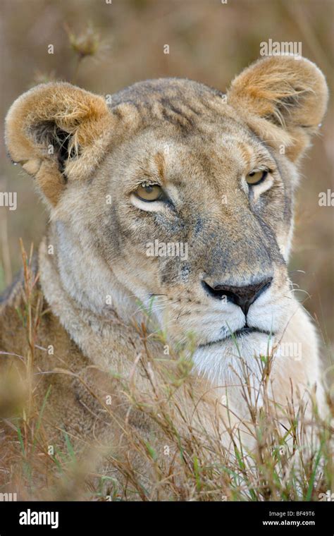 Female African Lion Panthera Leo Masai Mara National Reserve Kenya