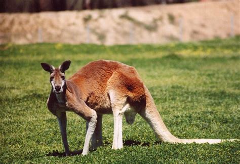 Kangaroo vs Dog - C.S.W.D