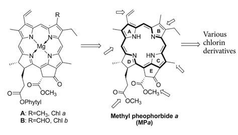 The Structures Of Chl A And B And Methyl Pheophorbide A MPa