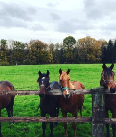 Le Haras De La Grande Terre Ecurie Fac Dans L Orne Labellis E Equures