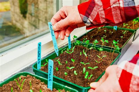 How to Start Seeds Indoors - EcoWatch