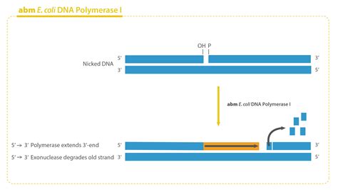 Dna Polymerase 1 Vs 3