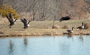 How to Make a Goose Decoy Spread | Blain's Farm & Fleet Blog