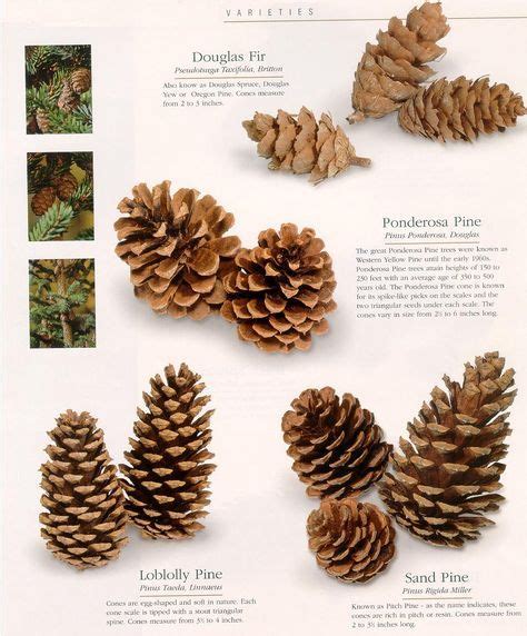 Loblolly Pine Tree Cones