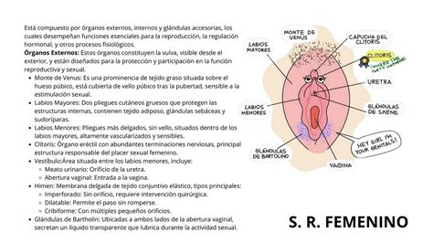 Sistema Reproductor Femenino Miguel Ngel Udocz