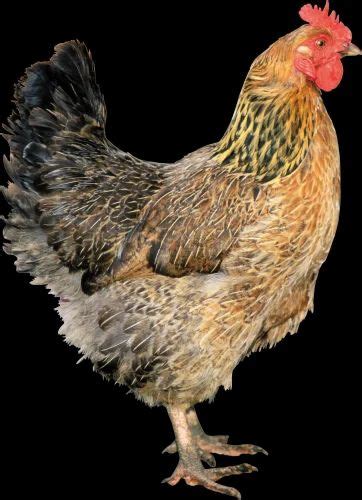 Sonali Desi Chicken For Sale In Bulk Minimum Order Hen At Rs