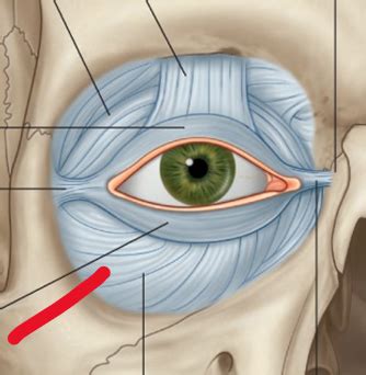 4 12 Orbit Anatomy Flashcards Quizlet