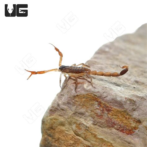 Baby Central American Bark Scorpion (CENTRUROIDES MARGARITATUS) For ...