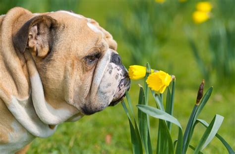 5 Types of Liver Disease in Dogs | PetMD