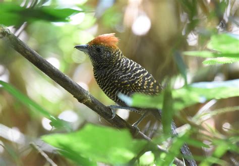 Wildlife Paraguay (Luque) - All You Need to Know BEFORE You Go