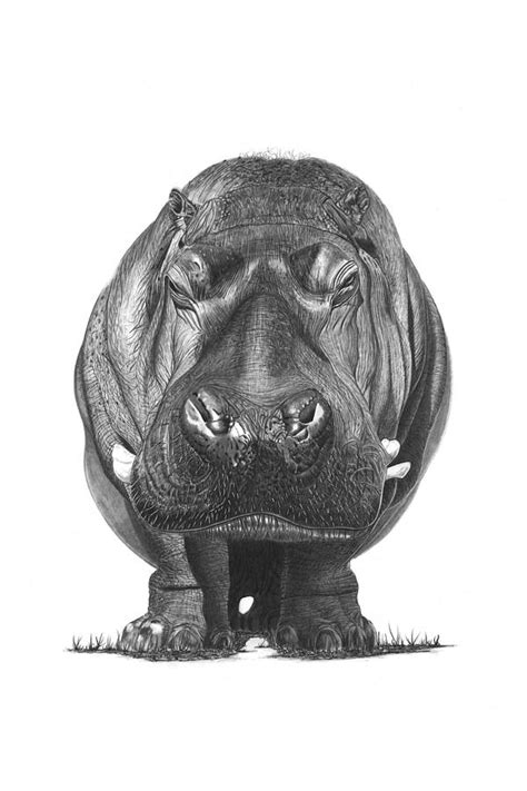 Hippo Drawing By Paul Stowe Fine Art America