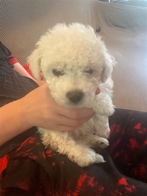 Bichon Frise Puppies Sale America S Pet Registry