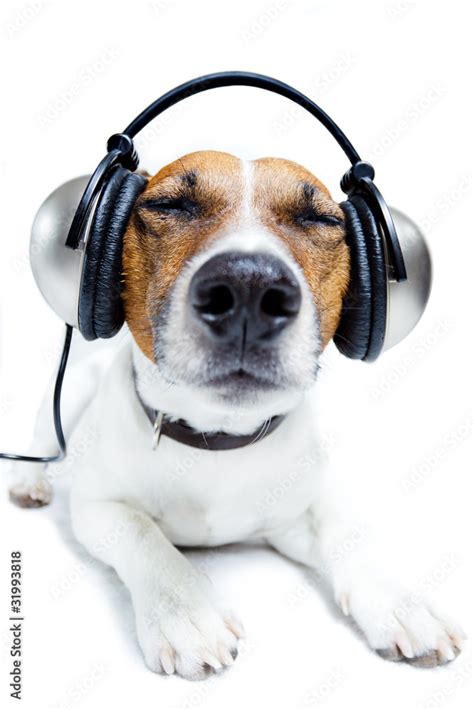 Dog Listening Music Stock Foto Adobe Stock