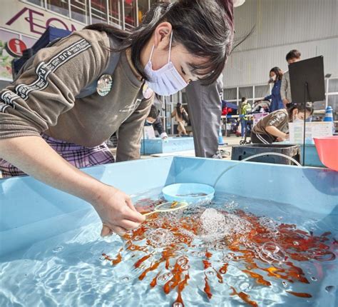 金魚すくい楽しんで 21日まで大和郡山で「イオンモール杯」｜奈良新聞デジタル