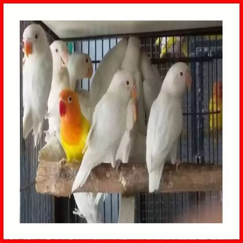 Jual BURUNG LOVEBIRD LOVE BIRD ALBINO MATA MERAH BETINA JANTAN BUNYI