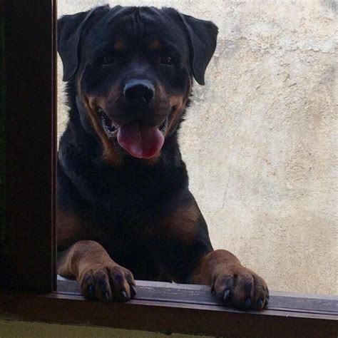 Tosse Dos Canis Canil Especializado Em Rottweiler