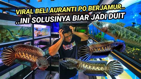 Beli Auranti Po Kok Berjamur Ini Solusinya Biar Jadi Cuan Youtube