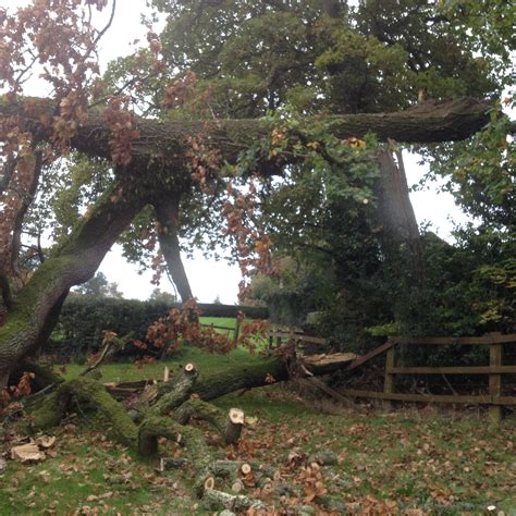 Archenfield Tree Services- Tree surgeon Monmouth,Chepstow,Forest of Dean | Monmouth
