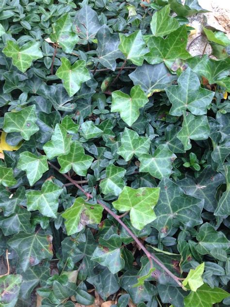 Some Of The Ivy In My Yard Love It Plant Leaves Garden Plants