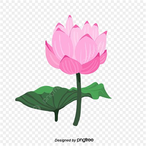 Hand Painted Lotus PNG Image Hand Painted Pink Lotus Hand Drawn Style