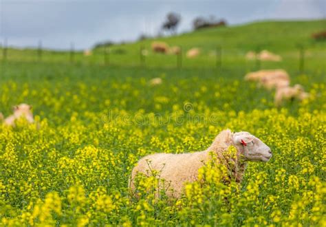 Pastagem De Ovinos Na Canola Na Primavera Imagem De Stock Imagem De