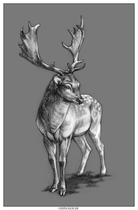 Fallow Deer By Oxpecker On Deviantart