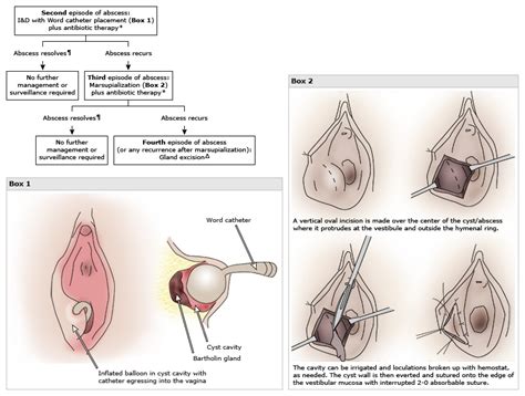 Vaginal Glands