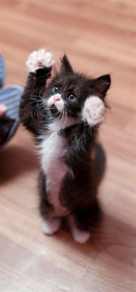 Here Are 20 Adorable Kittens To Help Get You Through The Day