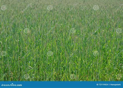 Grain Field In Late Spring On A Windy Day Stock Photo Image Of Green