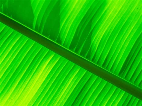 Green banana leaf wallpaper Preview | 10wallpaper.com