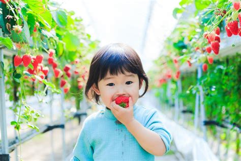 Strawberry Picking With Dessert Buffet Recommended Spots To Enjoy “made In Japan” Strawberries