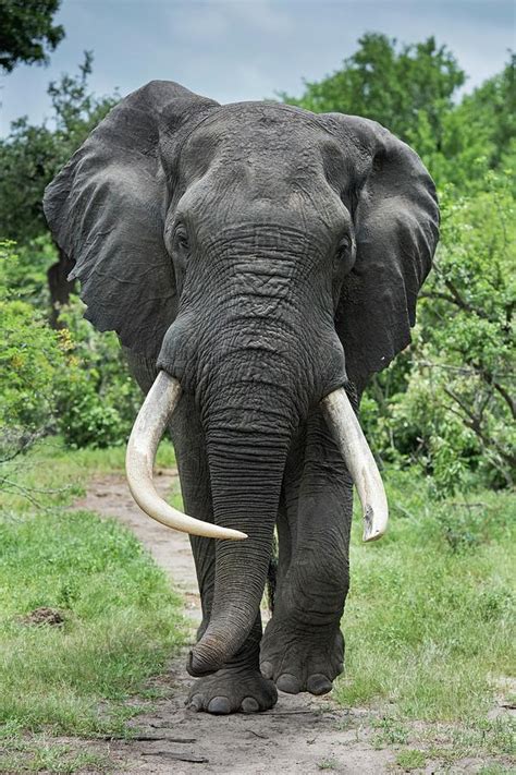 African Elephant Bull With Large Tusks Photograph by Tony Camacho/science Photo Library - Pixels