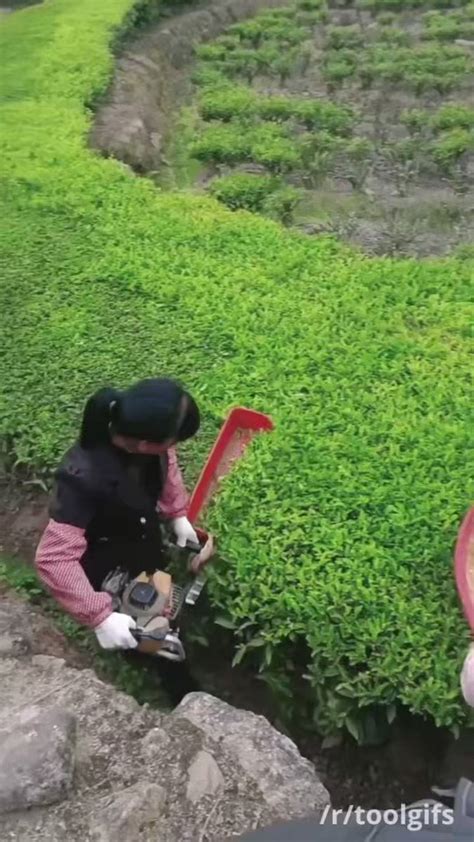 Channa Prakash On Twitter How Your Chai Latte Begins Harvesting