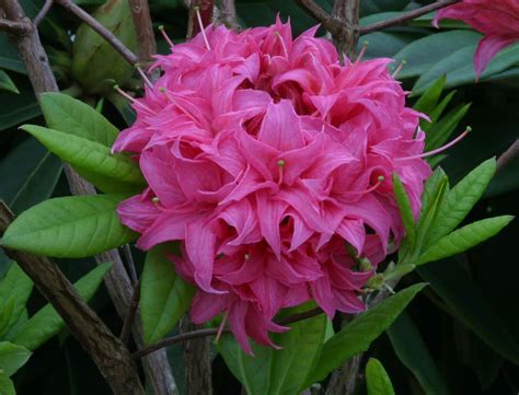 Azalea Homebush Deciduous Litre Stewarts Garden Centre