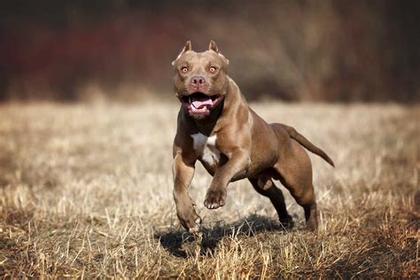 El Pitbull ¿es Realmente Un Perro Asesino Infobae