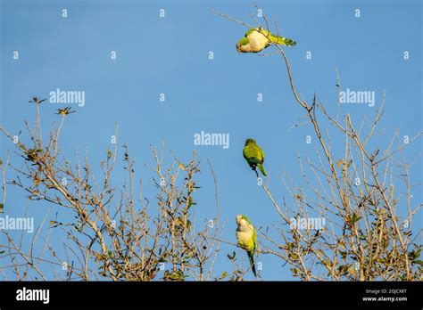 Wild Quaker Parakeets In Cape Coral Florida Usa Stock Photo Alamy