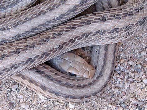 Wildlife Around Las Vegas Western Patch Nosed Snake Salvadora Hexalepis