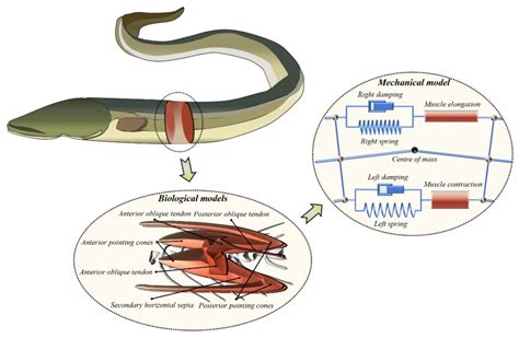 Electric Eel Anatomy