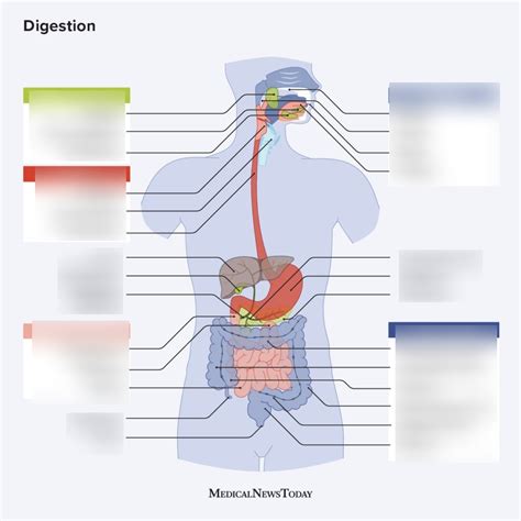 Digestion System Overview Diagram Quizlet