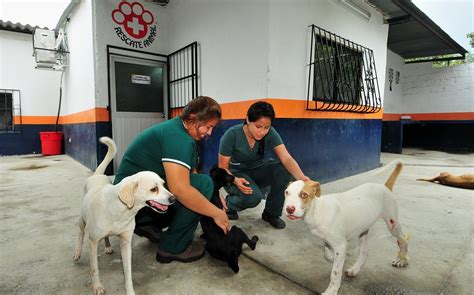 Mejores Universidades Para Estudiar Veterinaria En Paraguay