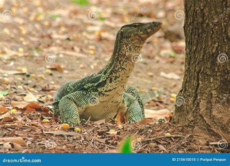 Monitor De Agua Varanus Salvator Es Un Reptil Grande Foto De Archivo