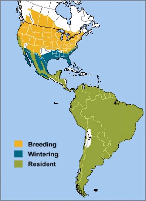 House Wren Migration Map 2024 - Lani Shanta