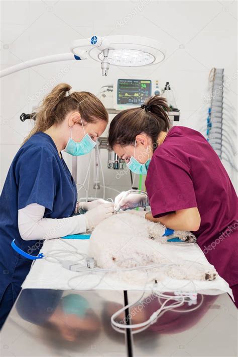 Mujer Dentista Veterinario Haciendo Procedimiento De Limpieza Dental