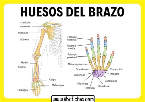 Partes Del Brazo Abc Fichas