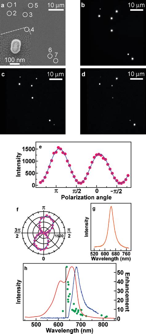 Figure From Strong Polarization Dependence Of Plasmon Enhanced