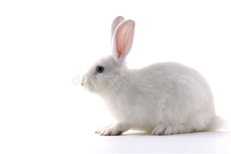 133,191 White Rabbit Stock Photos - Free & Royalty-Free Stock Photos ...