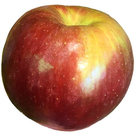 APPLE (Mcintosh) 1LB | Sunac Natural Market | Brooklyn