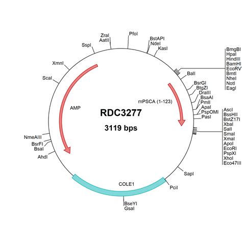 Mouse PSCA NP 082492 1 VersaClone CDNA RDC3277 R D Systems