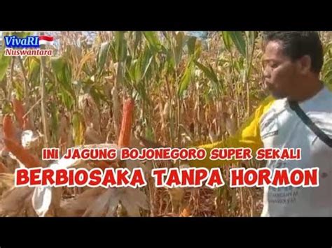 Jagung Berbiosaka Tanpa Tambahan Hormon Auxin Sitokinin Giberelin